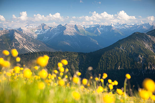 meadow von globeflower mit blick auf die lechtaler alpen - lechtaler alps stock-fotos und bilder