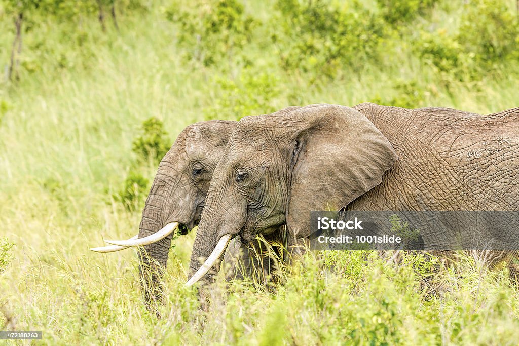 Afrikanische Elefanten-zwei Freunde - Lizenzfrei Afrika Stock-Foto