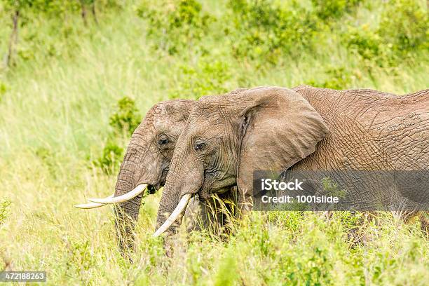 아프리카 코끼리친구를 아프리카에 대한 스톡 사진 및 기타 이미지 - 아프리카, 동물 두 마리, 아프리카코끼리