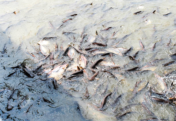 istock crowd of fish at thai temple, 472188424
