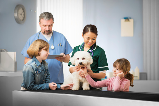 a male vet reassures two small children about their  bichon frise dog. He is wearing scrubs. A female nurse is holding the dog on an examination table in the vet's surgery . The two girls are stroking their pet .
