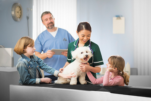 a male vet reassures two small children about their  bichon frise dog. He is wearing scrubs. A female nurse is holding the dog on an examination table in the vet's surgery . The two girls are stroking their pet .