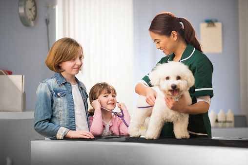 a young girl listens through a stethoscope to the chest of her bichon frise dog at the animal hospital. An older sister stands next to her . A female nurse can be seen smiling and holding the dog on the examination table at the  vet's surgery .