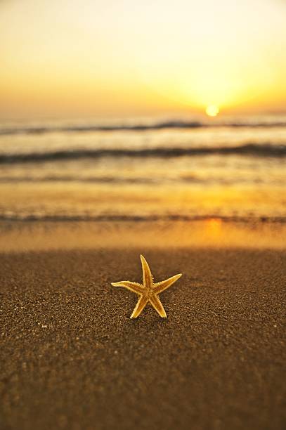 istock sea star by the beach 472189181