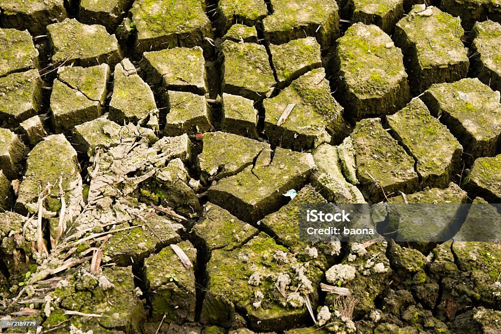 Petite Plante - Photo de Abstrait libre de droits