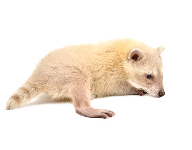 istock baby albino raccoon isolated 472190149