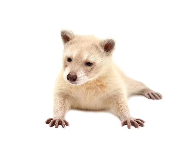 istock baby albino raccoon isolated 472190151