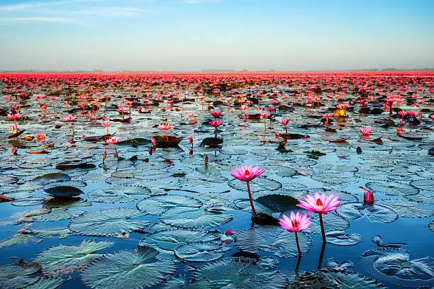 Photo of Sea of pink lotus (unseen in Thailand)