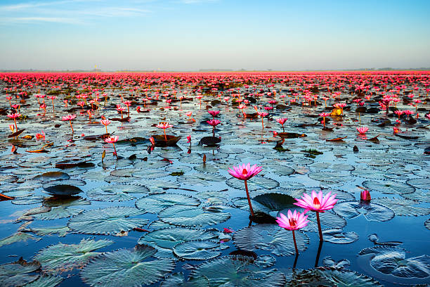 mar de lótus rosa (oculto na tailândia) - lotus pool - fotografias e filmes do acervo