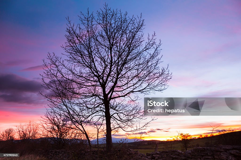 Tree at Sunrise Back Lit Stock Photo