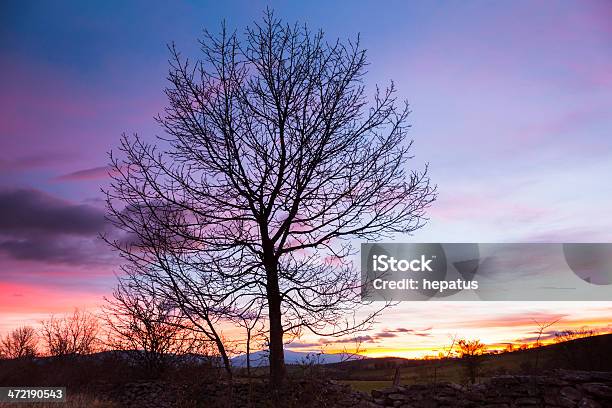 Tree At Sunrise Stock Photo - Download Image Now - Back Lit, Beauty In Nature, Branch - Plant Part