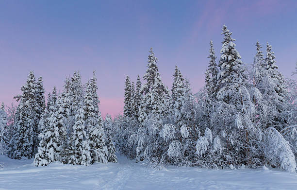 istock Sunrise in winter arctic snow forest landscape 472191210