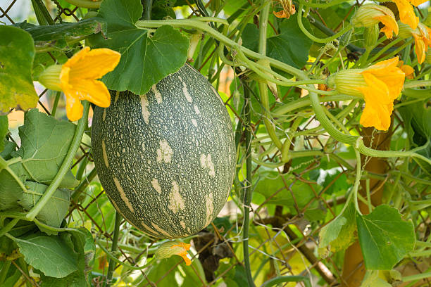 istock Pumpkins are beautiful pumpkin 472191346