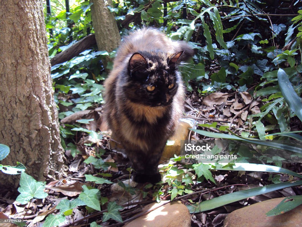 Perched brindle Brindle cat perched on a rock in a lush garden. 2015 Stock Photo