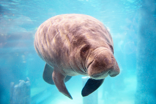 Sea cow, Manatee, Manatí, Trichechus manatus latirostris.