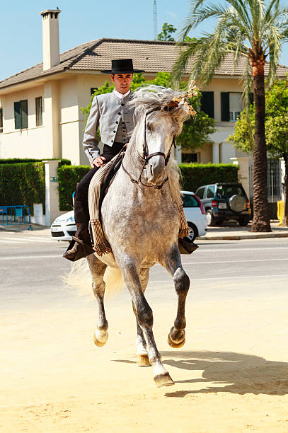 prancing horse - horse andalusia saddle gray stock-fotos und bilder