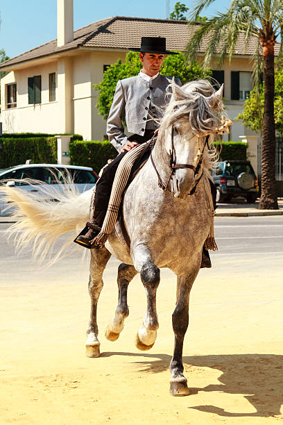 tanz horse - horse andalusia saddle gray stock-fotos und bilder