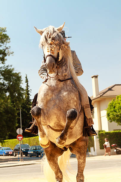 pferd auf hind beine - horse andalusia saddle gray stock-fotos und bilder