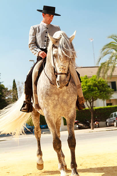 noble pferd und reiter - horse andalusia saddle gray stock-fotos und bilder