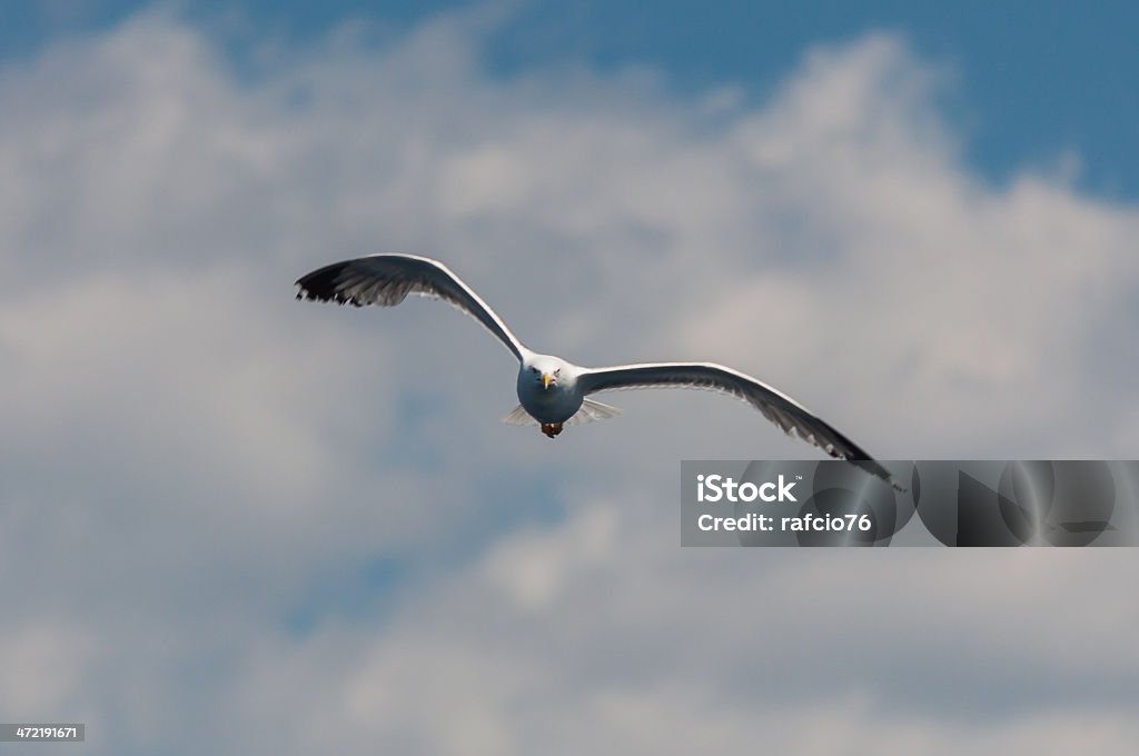 Seagull seagull on a background of blue sky with clouds Animal Body Part Stock Photo
