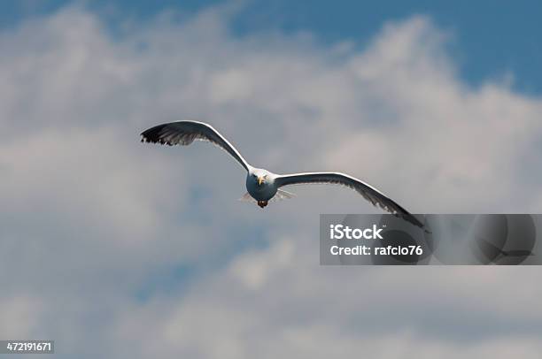 Seagull Stock Photo - Download Image Now - Animal Body Part, Animal Wing, Bird