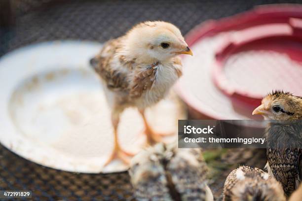 School Of Süße Chicks Stockfoto und mehr Bilder von Fotografie - Fotografie, Horizontal, Niedlich