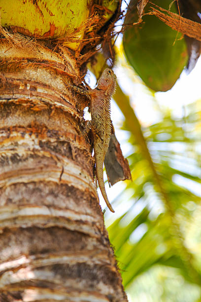 lizard on tropical forest lizard on tropical forest polychrotidae stock pictures, royalty-free photos & images