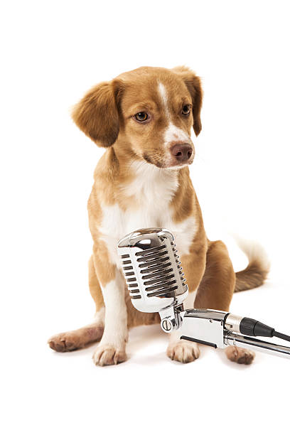retrato de un perro con micrófono vintage - pampered pets audio fotografías e imágenes de stock