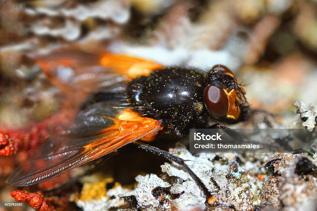 Noon fly macro A macro shot of a noon fly sitting on some lichen. Animal Stock Photo