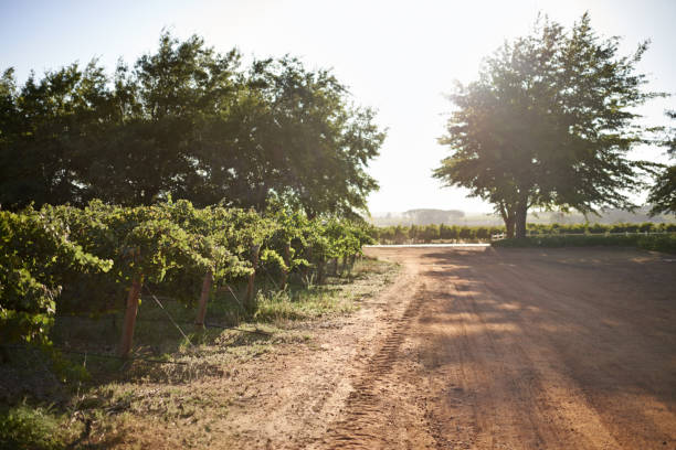 istock Take a drive along the wine route 472192327