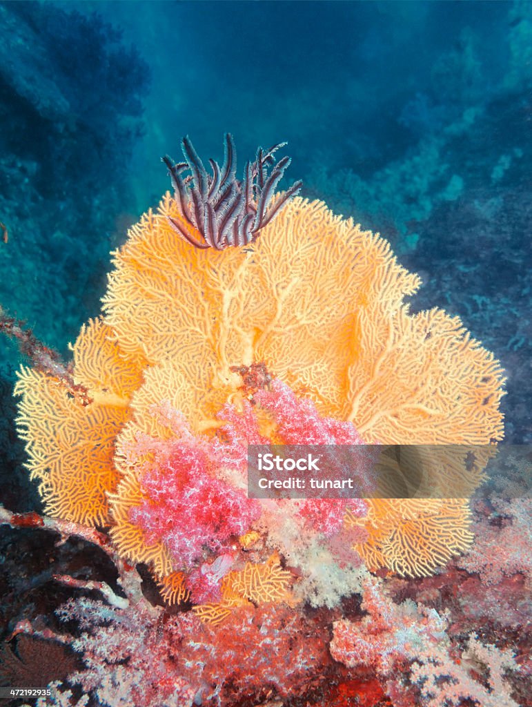 Coral árbol y estrella de pluma - Foto de stock de Agua libre de derechos