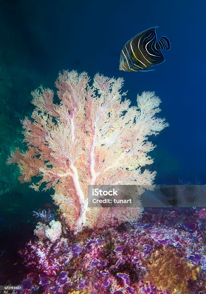 Coral árbol y pez ángel juvenil - Foto de stock de Agua libre de derechos