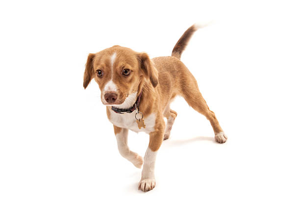 istock Portrait of mixed breed dog 472193489