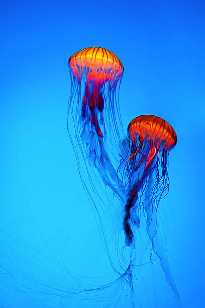 qualle - jellyfish translucent sea glowing stock-fotos und bilder