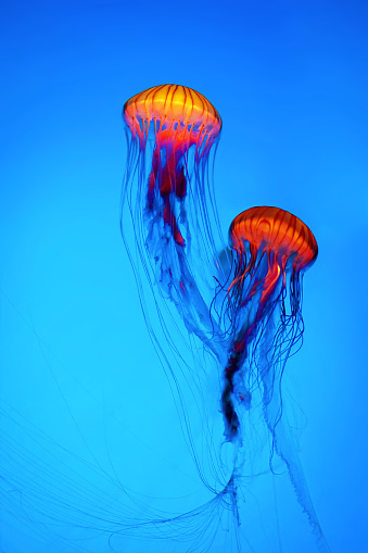 Jellyfish over blue background