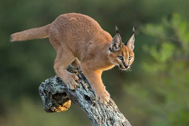Caracal walking down tree in afternoon sun South Africa