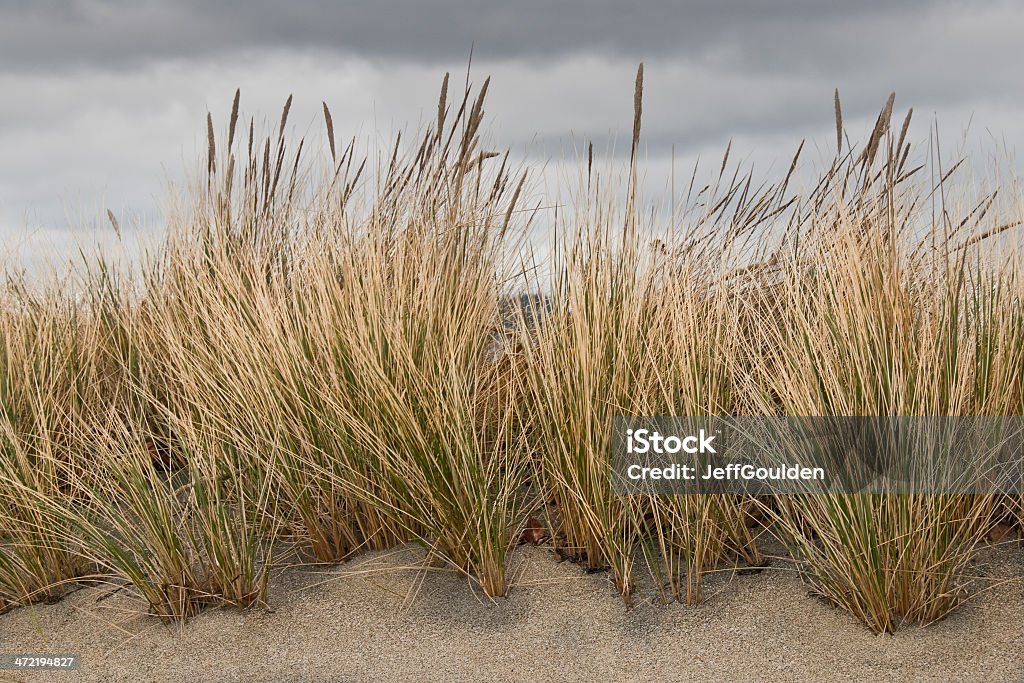 Jonc de mer et sable - Photo de Ammophile des sables libre de droits