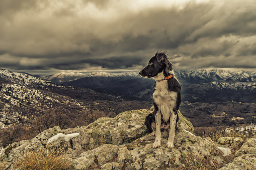 A border collie dog is sitting on a rocky outcrop with snow covered mountains in the distance