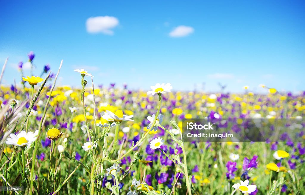 wild flowers 2015 Stock Photo