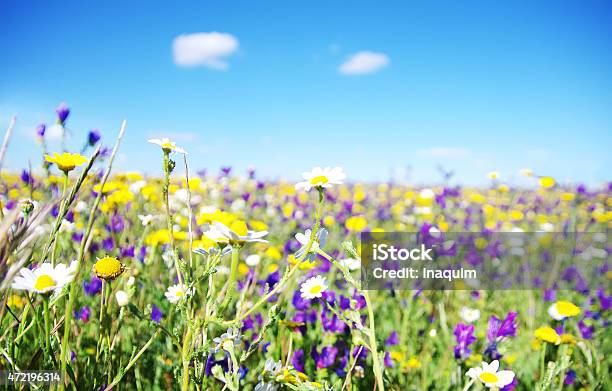 Wild Flowers Stock Photo - Download Image Now - 2015, Agricultural Field, Beauty In Nature