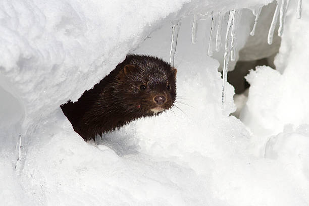 American mink which looks out from an ice American mink which looks out from an ice hole on the river bank american mink stock pictures, royalty-free photos & images