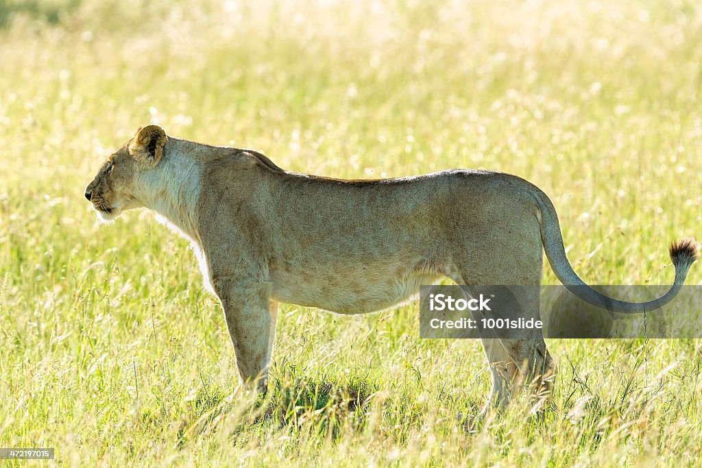 Alone Lioness at wild - ready for hunting [url=http://www.istockphoto.com/search/lightbox/12140723/#1e97b20] "See more Wild LiON & LiONESS images"  

[url=file_closeup?id=34262242][img]/file_thumbview/34262242/1[/img][/url] [url=file_closeup?id=20218074][img]/file_thumbview/20218074/1[/img][/url] [url=file_closeup?id=23593303][img]/file_thumbview/23593303/1[/img][/url] [url=file_closeup?id=34266050][img]/file_thumbview/34266050/1[/img][/url] [url=file_closeup?id=23845402][img]/file_thumbview/23845402/1[/img][/url] [url=file_closeup?id=36223232][img]/file_thumbview/36223232/1[/img][/url] [url=file_closeup?id=36307756][img]/file_thumbview/36307756/1[/img][/url] [url=file_closeup?id=23887547][img]/file_thumbview/23887547/1[/img][/url] [url=file_closeup?id=26062776][img]/file_thumbview/26062776/1[/img][/url] [url=file_closeup?id=23302967][img]/file_thumbview/23302967/1[/img][/url] [url=file_closeup?id=23593526][img]/file_thumbview/23593526/1[/img][/url] [url=file_closeup?id=34865694][img]/file_thumbview/34865694/1[/img][/url] [url=file_closeup?id=20653845][img]/file_thumbview/20653845/1[/img][/url] [url=file_closeup?id=34359244][img]/file_thumbview/34359244/1[/img][/url] [url=file_closeup?id=33882622][img]/file_thumbview/33882622/1[/img][/url] [url=file_closeup?id=32182506][img]/file_thumbview/32182506/1[/img][/url] [url=file_closeup?id=23593606][img]/file_thumbview/23593606/1[/img][/url] [url=file_closeup?id=34315646][img]/file_thumbview/34315646/1[/img][/url] [url=file_closeup?id=31936370][img]/file_thumbview/31936370/1[/img][/url]
[url=file_closeup?id=26891836][img]/file_thumbview/26891836/1[/img][/url] [url=file_closeup?id=26945098][img]/file_thumbview/26945098/1[/img][/url] [url=file_closeup?id=26891381][img]/file_thumbview/26891381/1[/img][/url] [url=file_closeup?id=34185734][img]/file_thumbview/34185734/1[/img][/url] [url=file_closeup?id=19728142][img]/file_thumbview/19728142/1[/img][/url] Aggression Stock Photo