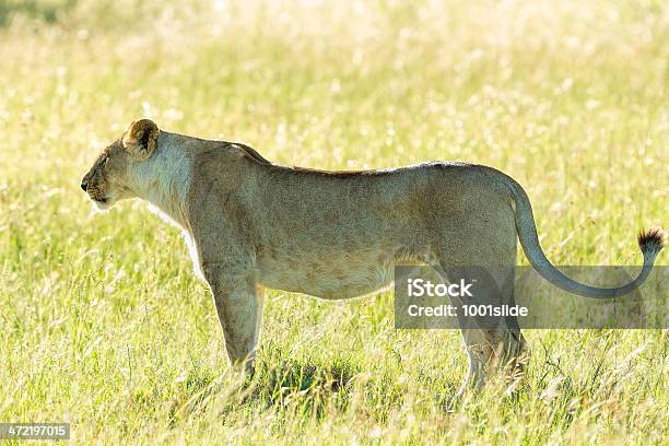 Alone Lioness At Wild Ready For Hunting Stock Photo - Download Image Now - Aggression, Alertness, Animal