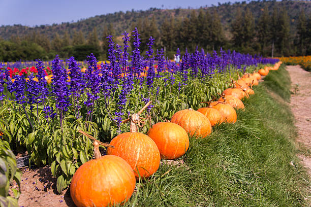 The great pumpkin orange, yellow and grow in so many beautiful ornaments are beautiful.