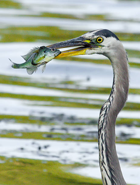 istock Great Blue Heron catches a Bluegill. 472197445