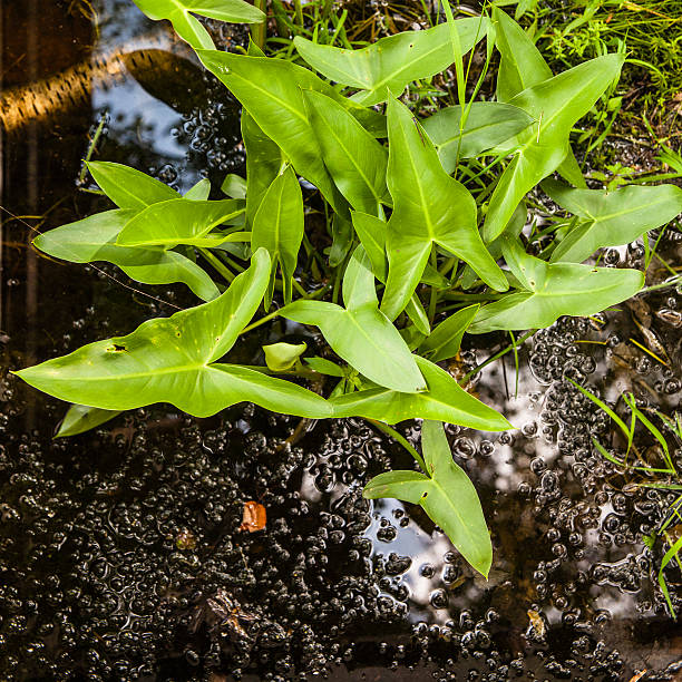 Sagittaria in the pond. Top view