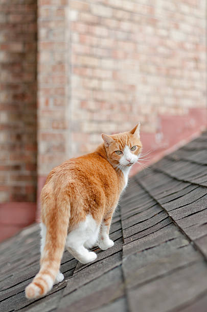 Ginger Cat on the Prowl Orange cat walking along the roof shingles of a suburban home prowling stock pictures, royalty-free photos & images