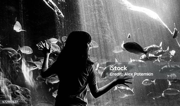 Teenager Girl Looking To Fishes In The Fish Tank Stock Photo - Download Image Now - Animal, Aquarium, Back Lit