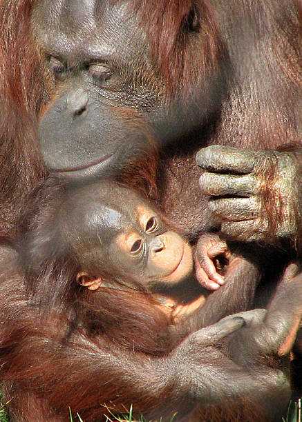 구슬눈꼬리 사랑입니다 - young animal orangutan mother ape 뉴스 사진 이미지