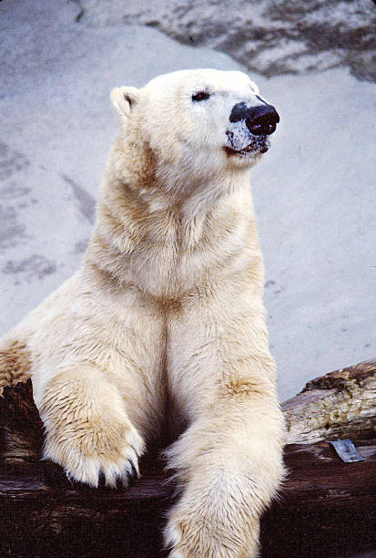 istock Portrait of Polar Bear 472199685